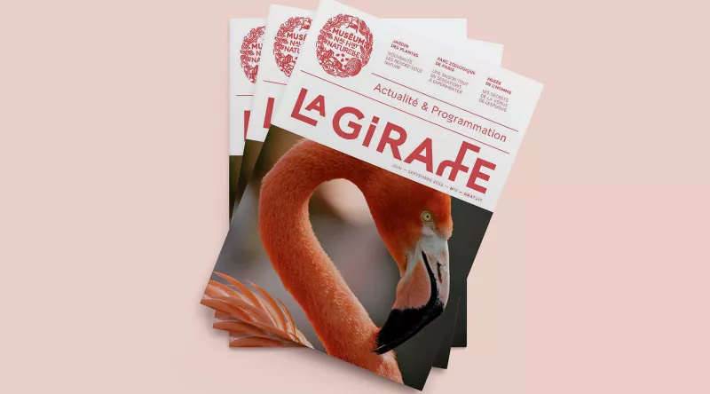 Couverture du magazine La Girafe n°7, sur fond rose